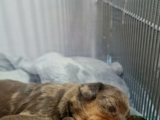 Altre razze gatti Cuccioli di Bassotto - Annuncio 3