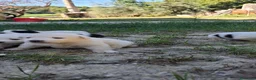 Meticcio cani in vendita: Cuccioli maremmano e pastore caucaso - Annuncio 9