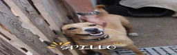 Meticcio cani in regalo: SPILLO 💙 pronto a fidarsi ancora 😍 a Provincia di Cremona - Annuncio 1