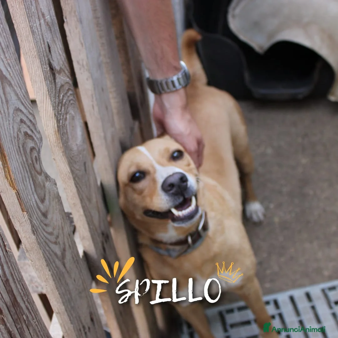 Meticcio cani in regalo: SPILLO 💙 pronto a fidarsi ancora 😍 a Provincia di Cremona - Annuncio 1