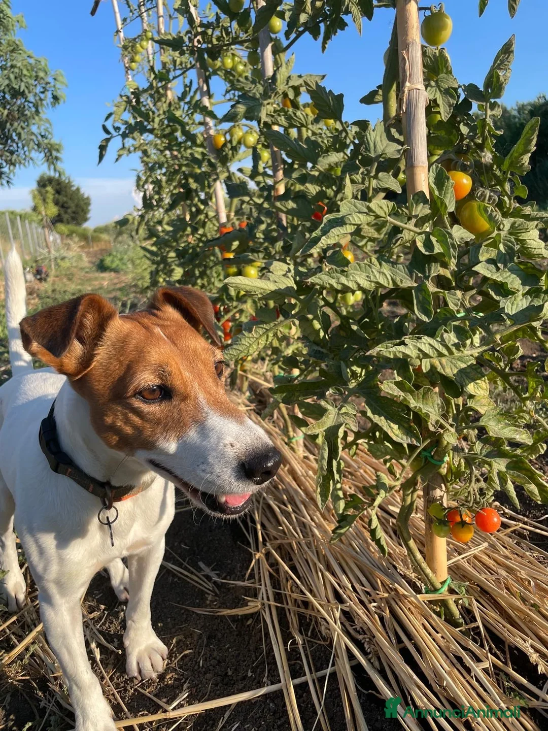 Jack Russell cani in regalo: Jack Russell  - Annuncio 1