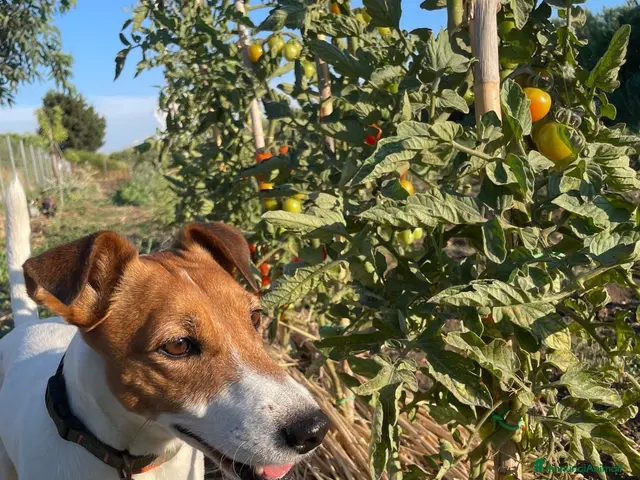 Jack Russell cani in regalo: Jack Russell - Annuncio 1