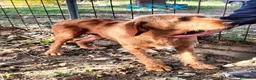 Segugio cani in regalo: DICK segugio senza più una casa a Città Metropolitana di Torino - Annuncio 8