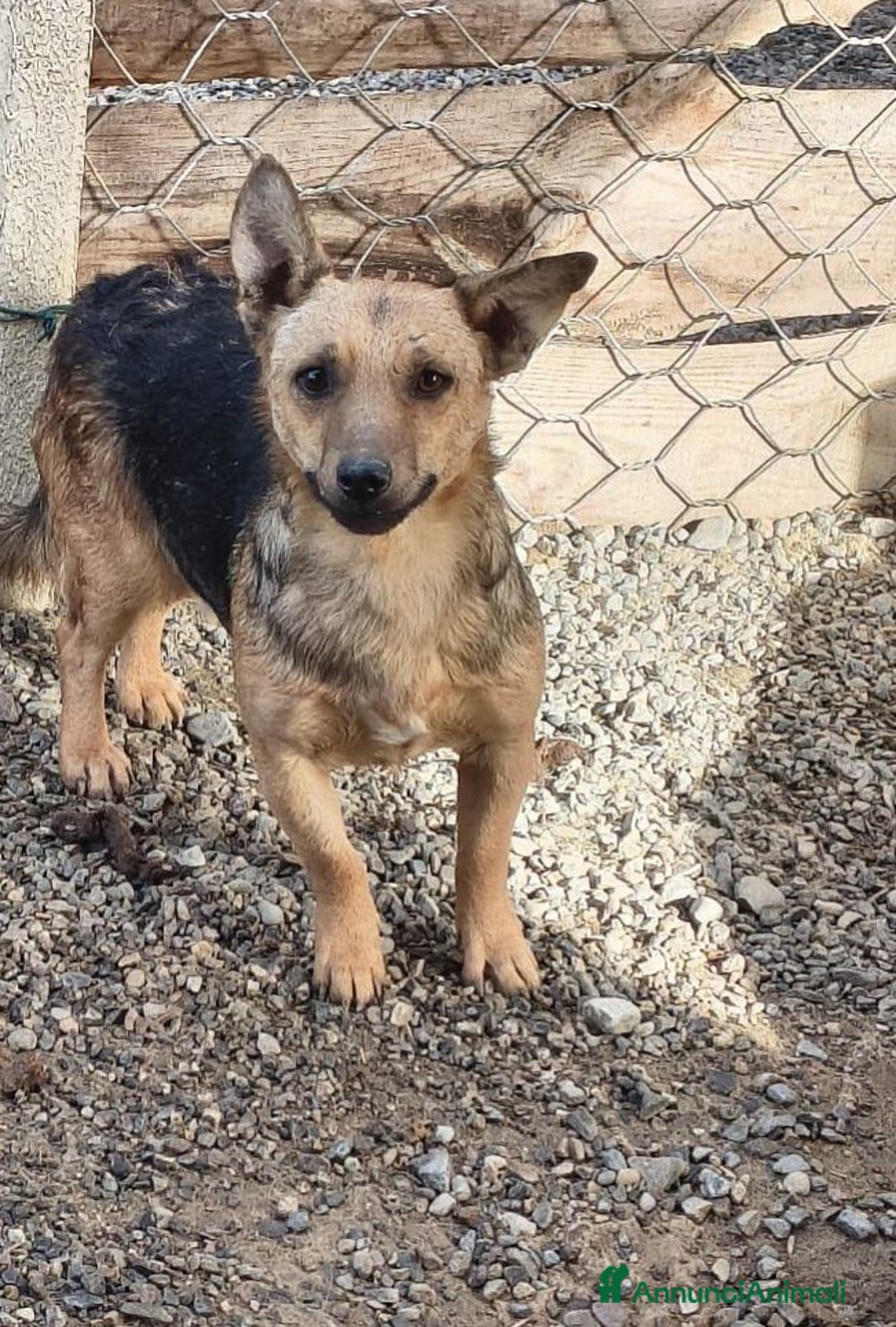 Meticcio cani in regalo: Falco - Annuncio 1