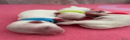 Maltese cani in vendita: Cuccioli di Maltese con Pedigree ENCI  - Annuncio 5