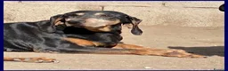 Meticcio cani in regalo: DAIMA tranquilla e buona - Annuncio 5