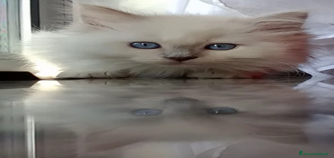 Immagine della galleria {{count}}