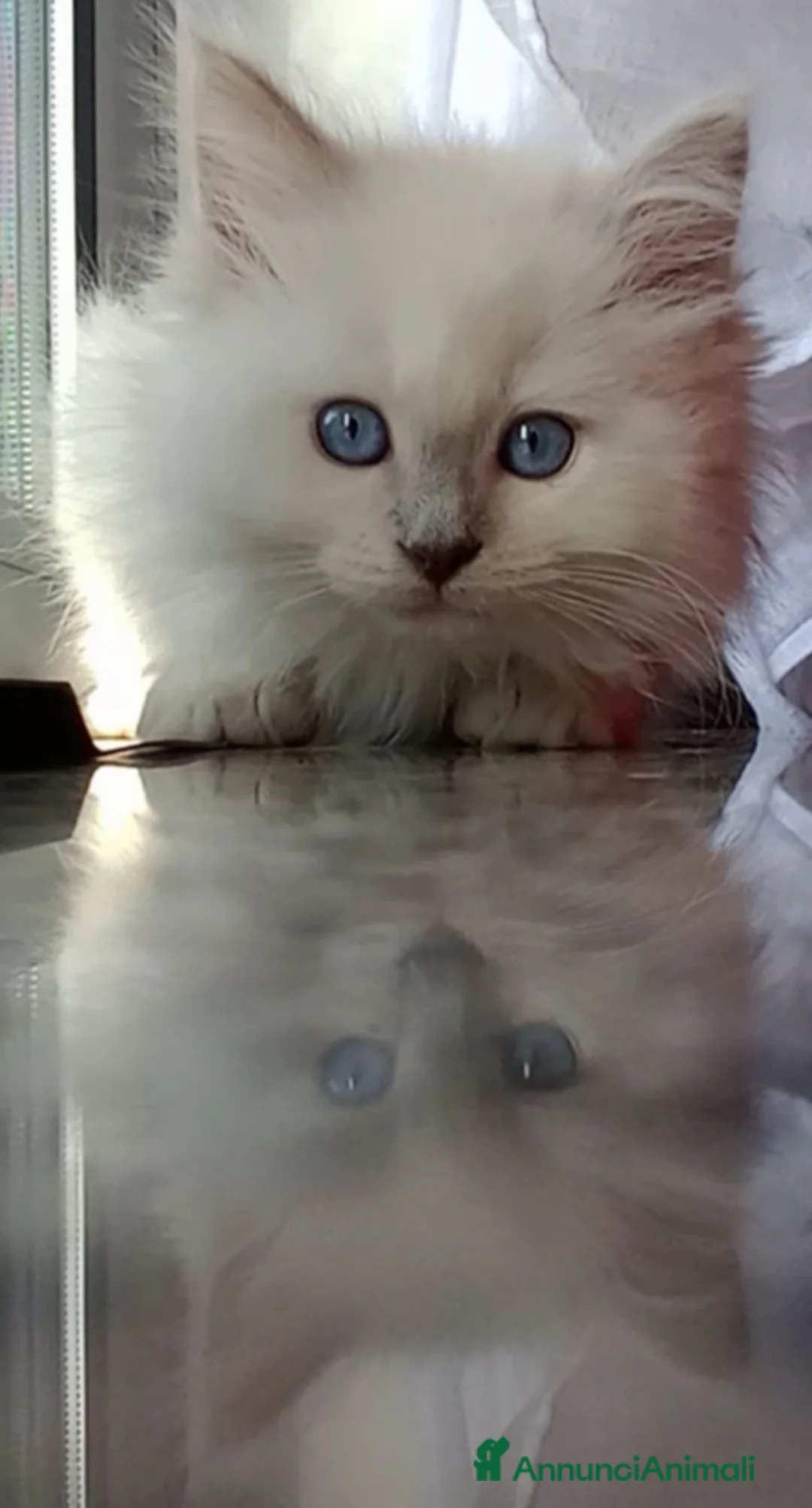 Immagine della galleria {{count}}