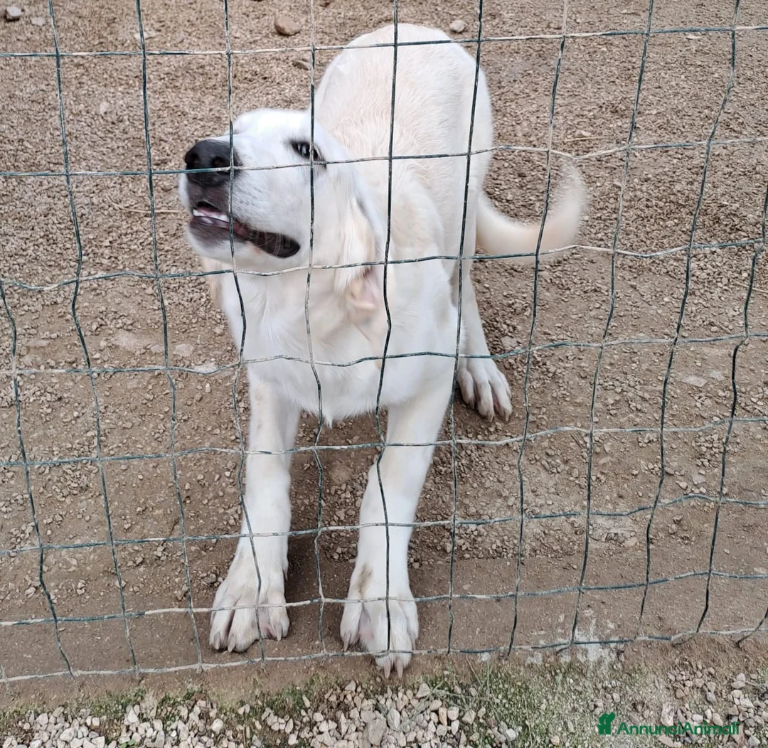 Meticcio cani in regalo: ZULEIA DEMYR E TINA SIMIL LABRADORINI - Annuncio 5