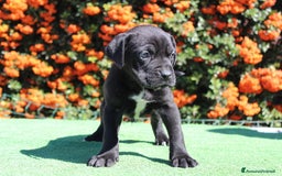 Cane Corso cani in vendita: Cuccioli di Cane Corso con Pedigree - Immagine 1