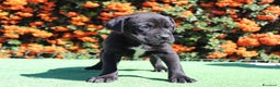 Cane Corso cani in vendita: Cuccioli di Cane Corso con Pedigree - Annuncio 1