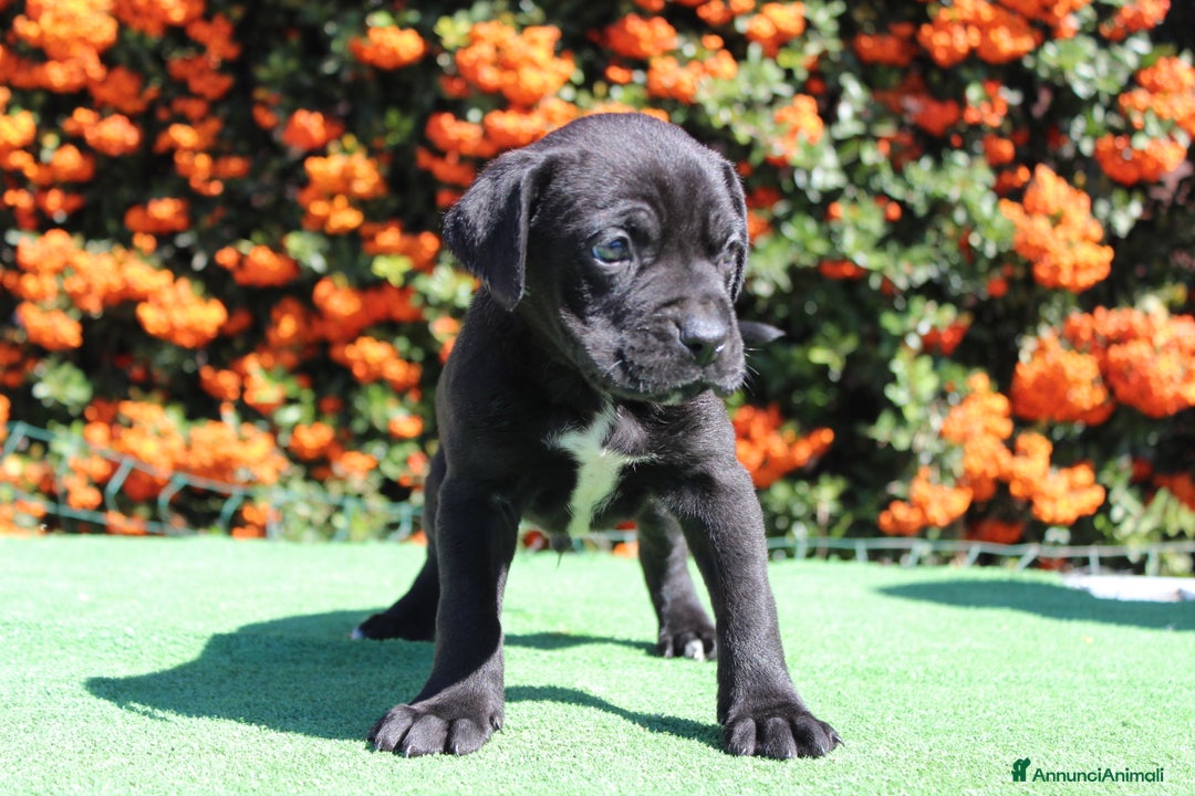 Cane Corso cani in vendita: Cuccioli di Cane Corso con Pedigree - Annuncio 1