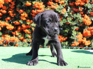 Cane Corso cani Cuccioli di Cane Corso con Pedigree - Annuncio 2