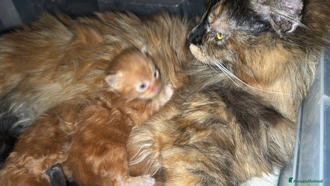 Maine Coon gatti in vendita: Maine coon splendidi - Annuncio 2