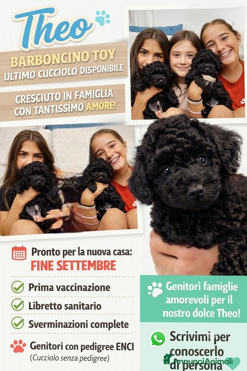 Barboncino Toy cani Ultimo Barboncino Toy Nero - Annuncio 1