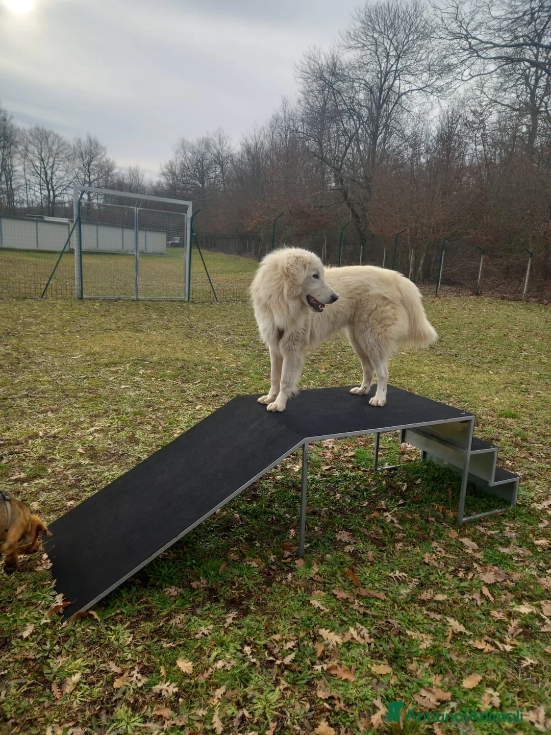 Pastore Maremmano cani in regalo: Cucciolo maremmano maschio - Annuncio 8
