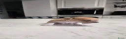 Chihuahua cani in vendita: Cuccioli di Chihuahua  - Annuncio 7