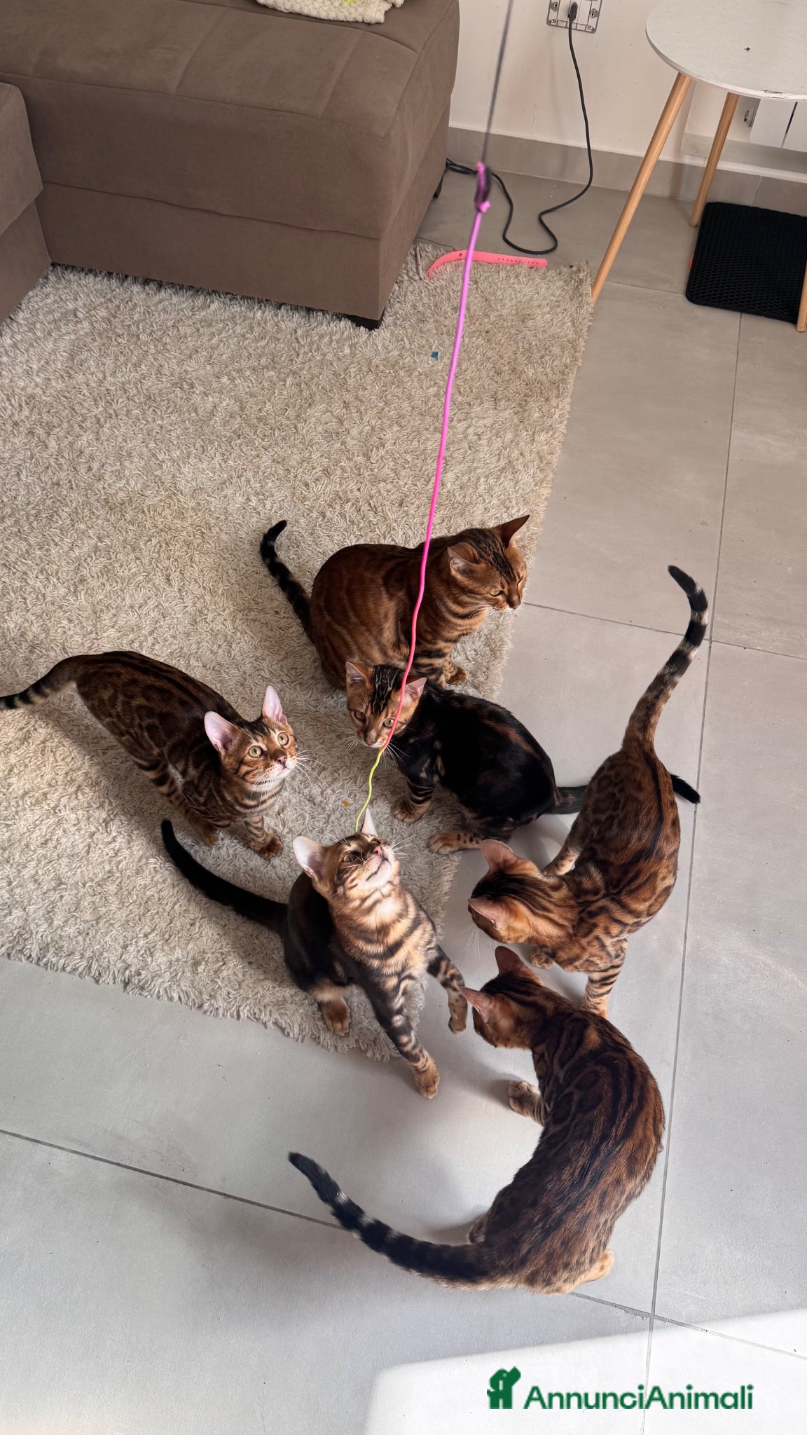 Bengala gatti in vendita: Bengala TICA Bellissimi ed Adorabili  - Annuncio 1