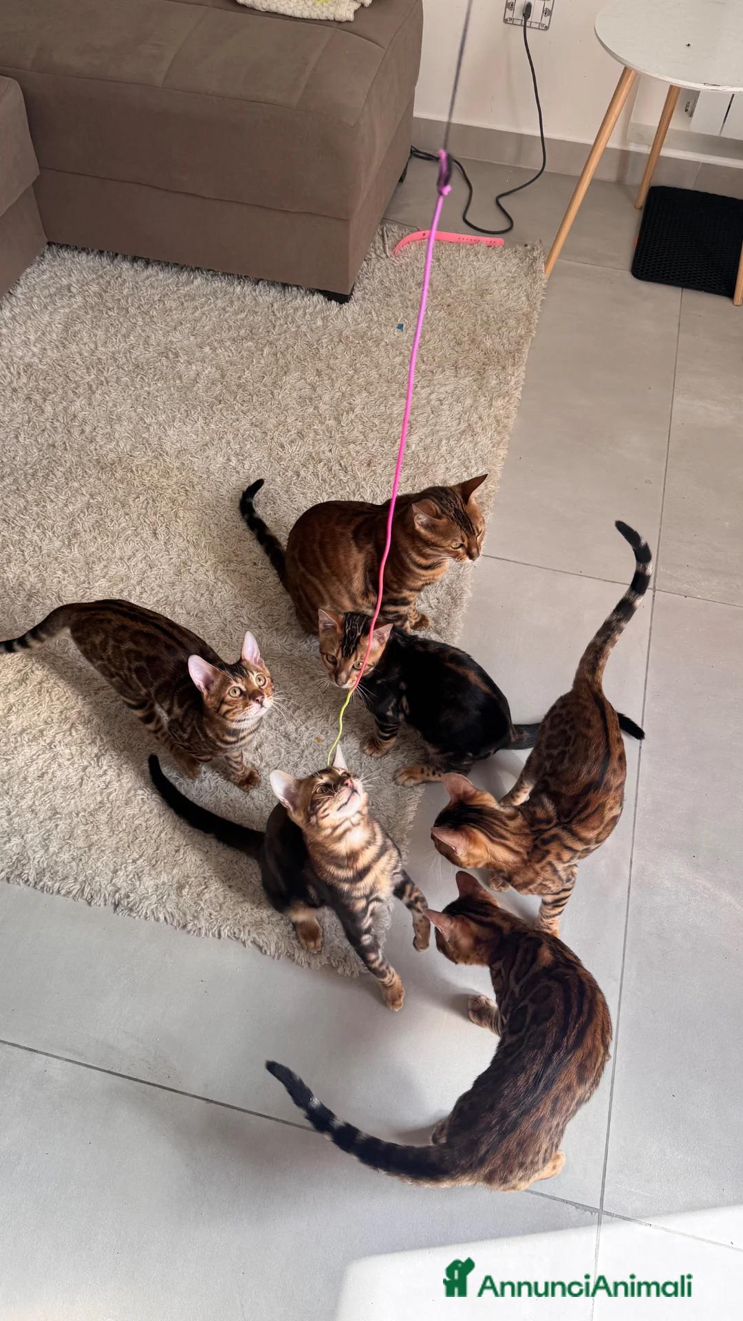 Bengala gatti in vendita: Bengala TICA Bellissimi ed Adorabili  a Città Metropolitana di Napoli - Annuncio 1