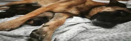 Pastore Belga cani in vendita: Cuccioli di Pastore belga malinois con pedigree a Città Metropolitana di Bologna - Annuncio 3