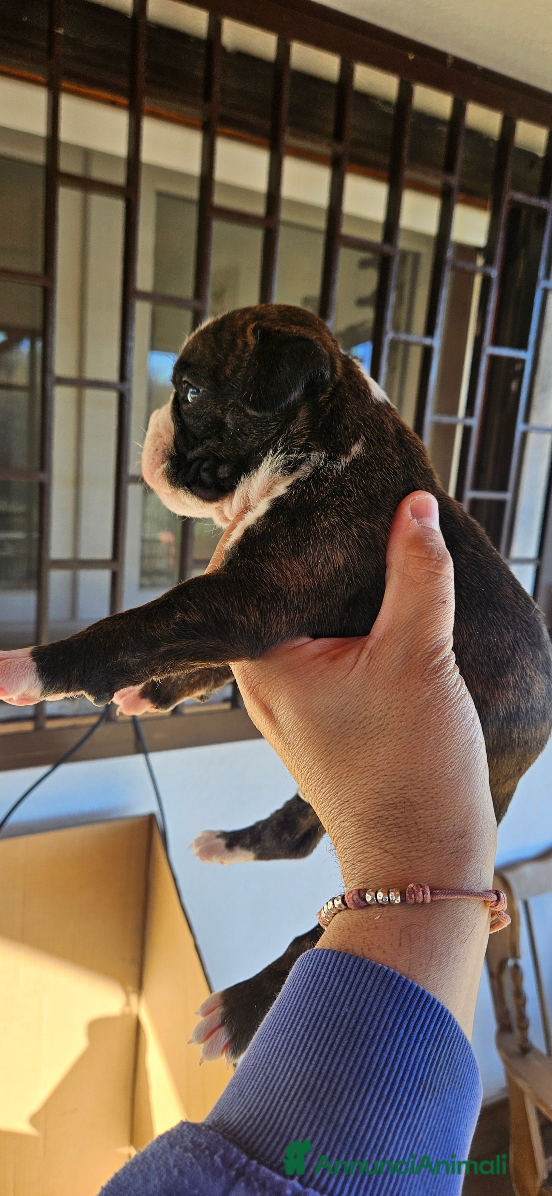 Boxer cani cucciola Boxer - Annuncio 3