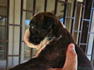 Boxer cani cucciola Boxer - Annuncio 3