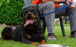 Rottweiler cani in regalo: Rex, 3 anni e mezzo a Provincia di Bergamo - Immagine 11
