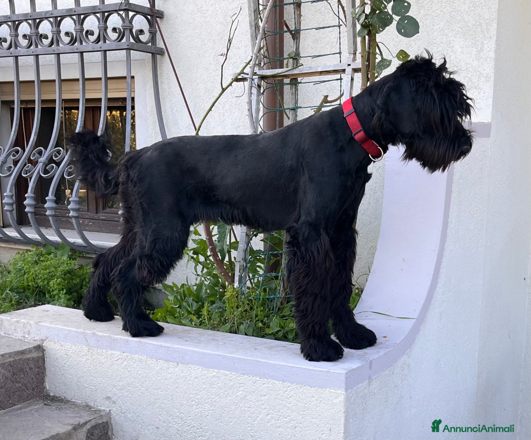 Schnauzer Gigante cani in vendita: cuccioli di Schnauzer gigante  - Annuncio 2
