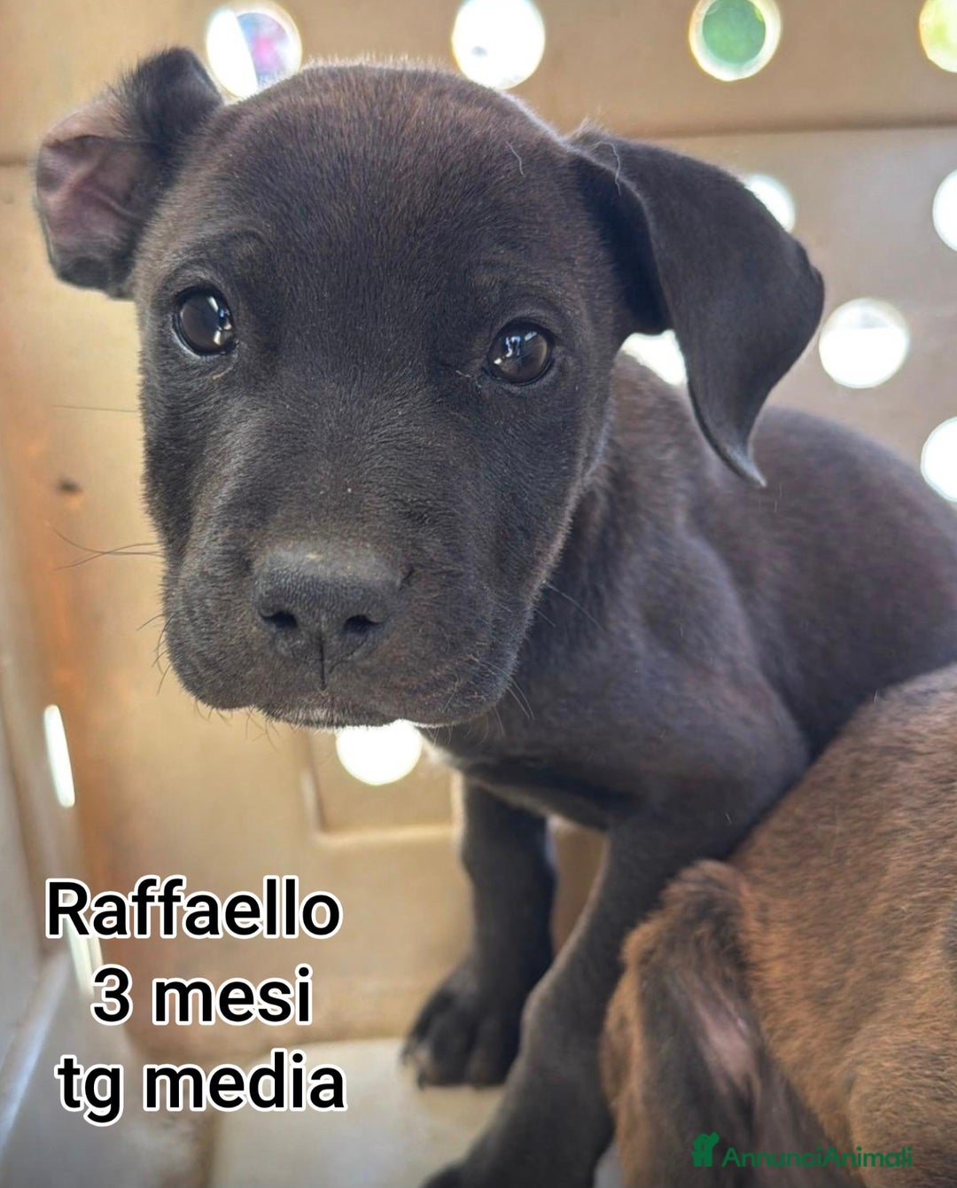 Meticcio cani in regalo: CUCCIOLI SOLI ED ESCLUSI DA TUTTI  - Annuncio 4