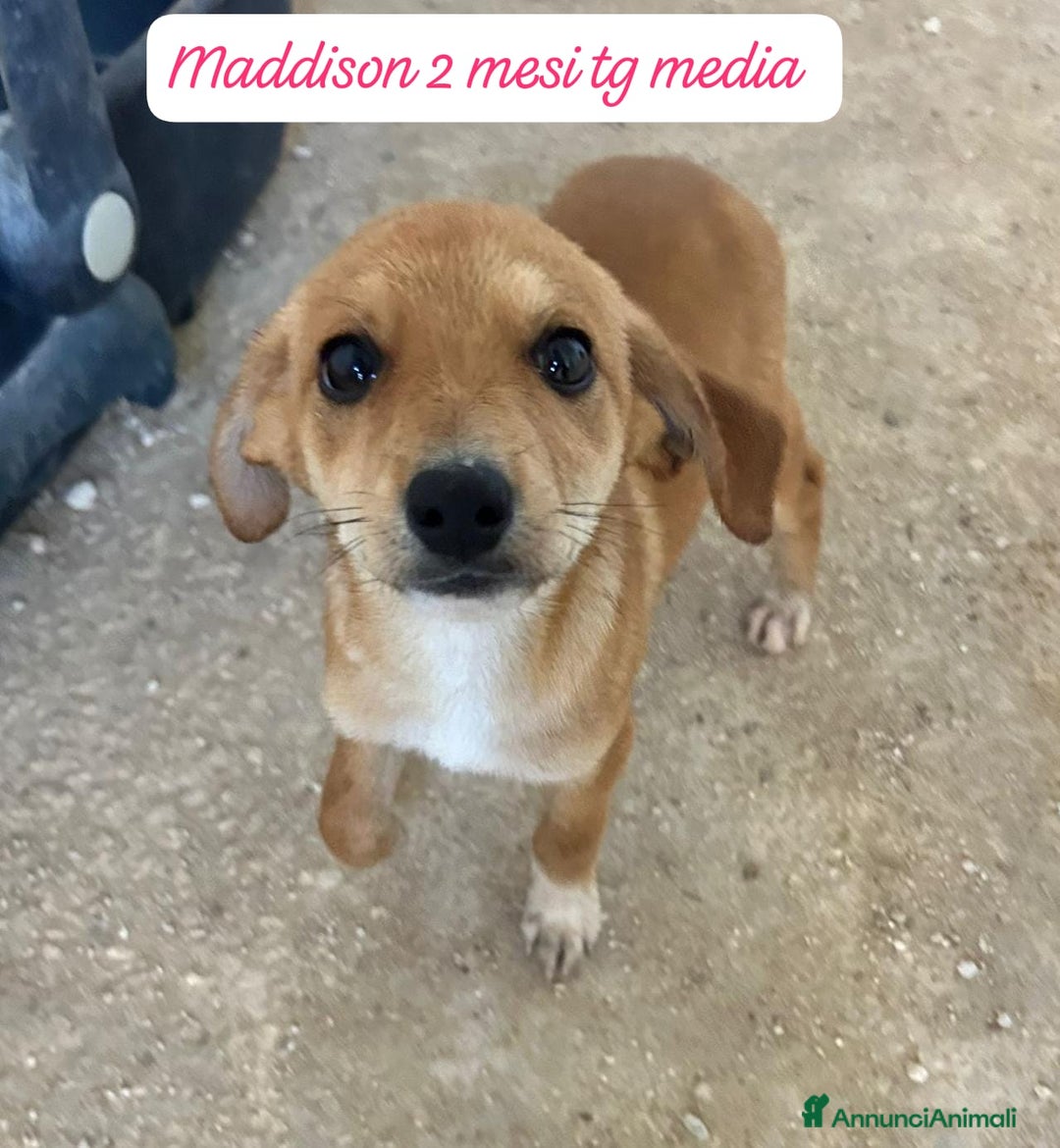 Meticcio cani in regalo: Adotta un cucciolo senza casa  - Annuncio 13