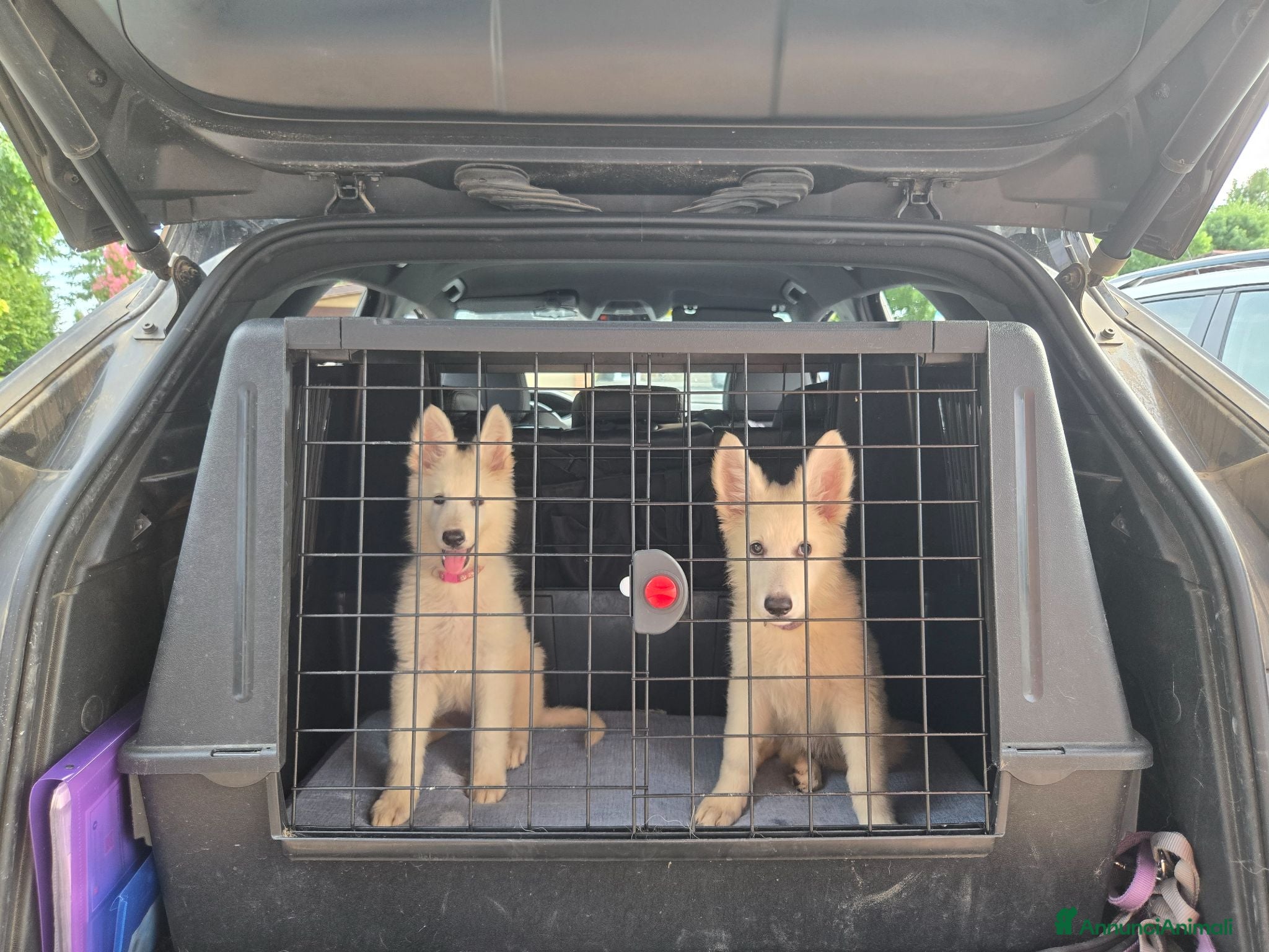 Pastore Svizzero cani Ultime 2 cucciole di pastore svizzero bianco - Annuncio 1