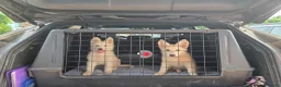 Pastore Svizzero cani in vendita: Ultime 2 cucciole di pastore svizzero bianco - Annuncio 1