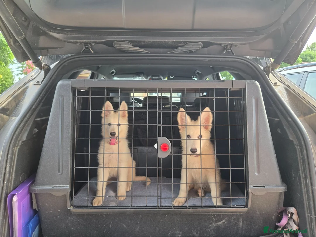 Pastore Svizzero cani in vendita: Ultime 2 cucciole di pastore svizzero bianco - Annuncio 1