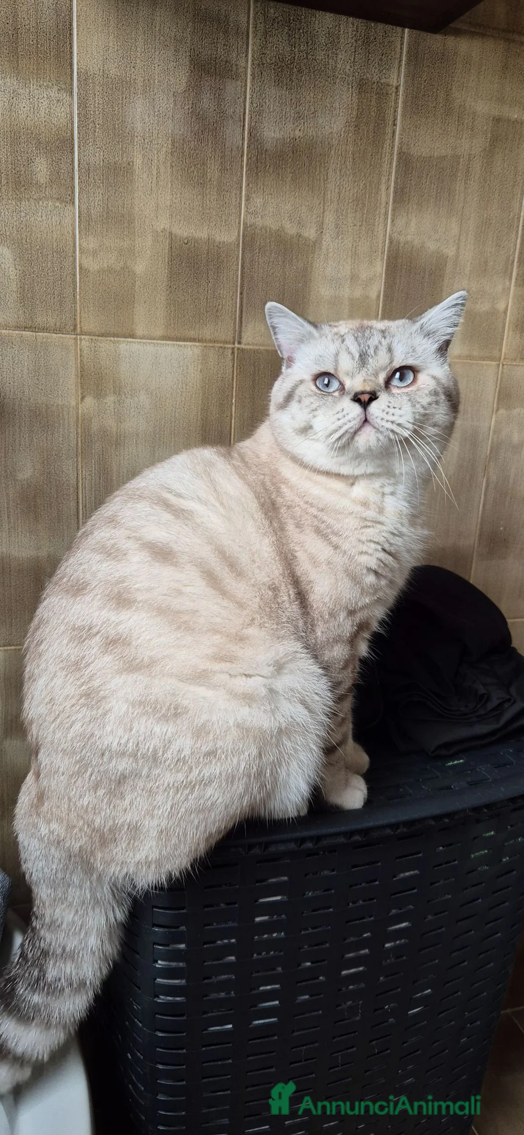 Scottish gatti per accoppiamento: Accompagnamento gatto Scottish straight  a Provincia di Padova - Annuncio 2