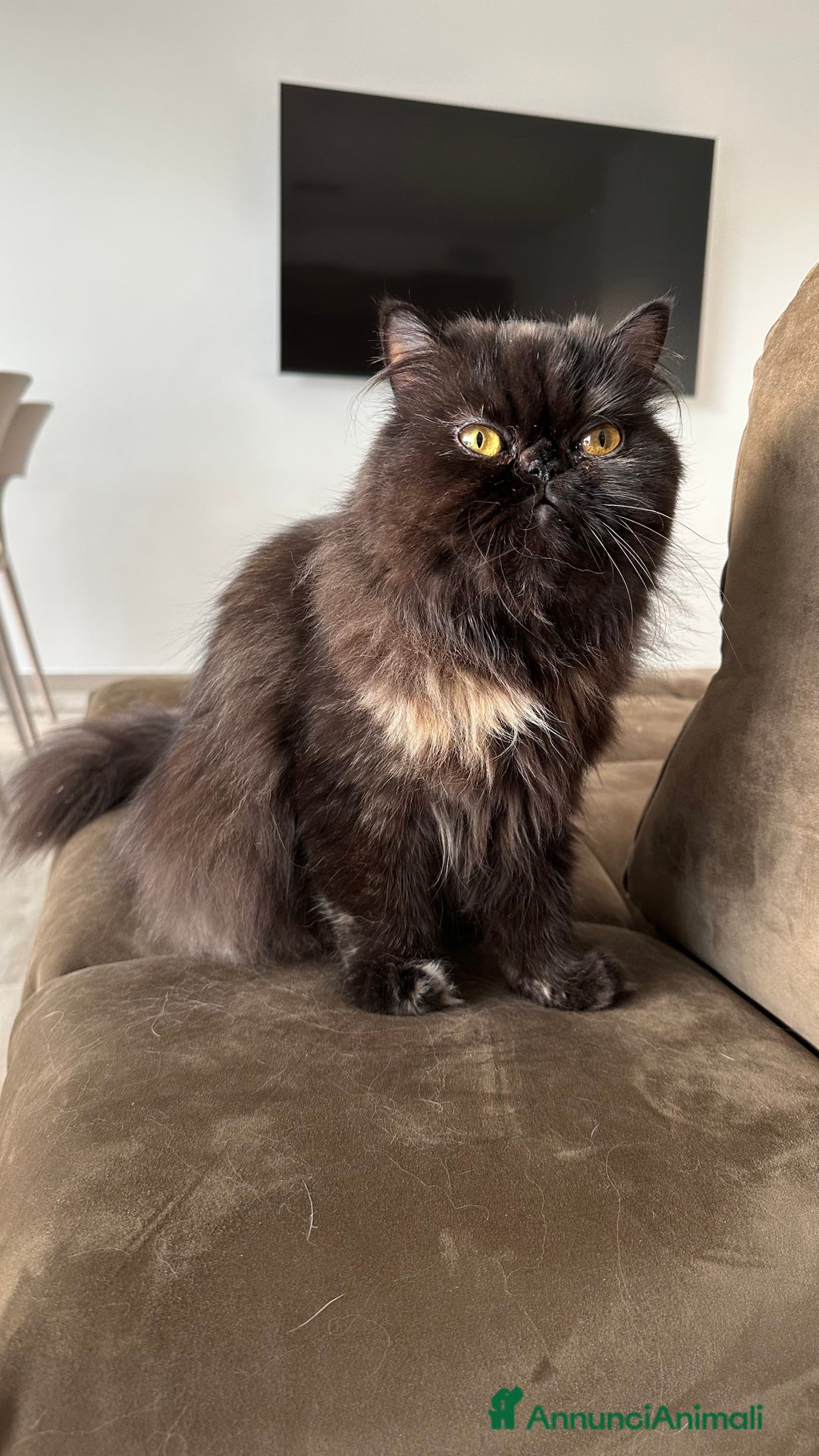 Persiano gatti in vendita: Gattine persiane a Provincia di Brescia - Immagine 11