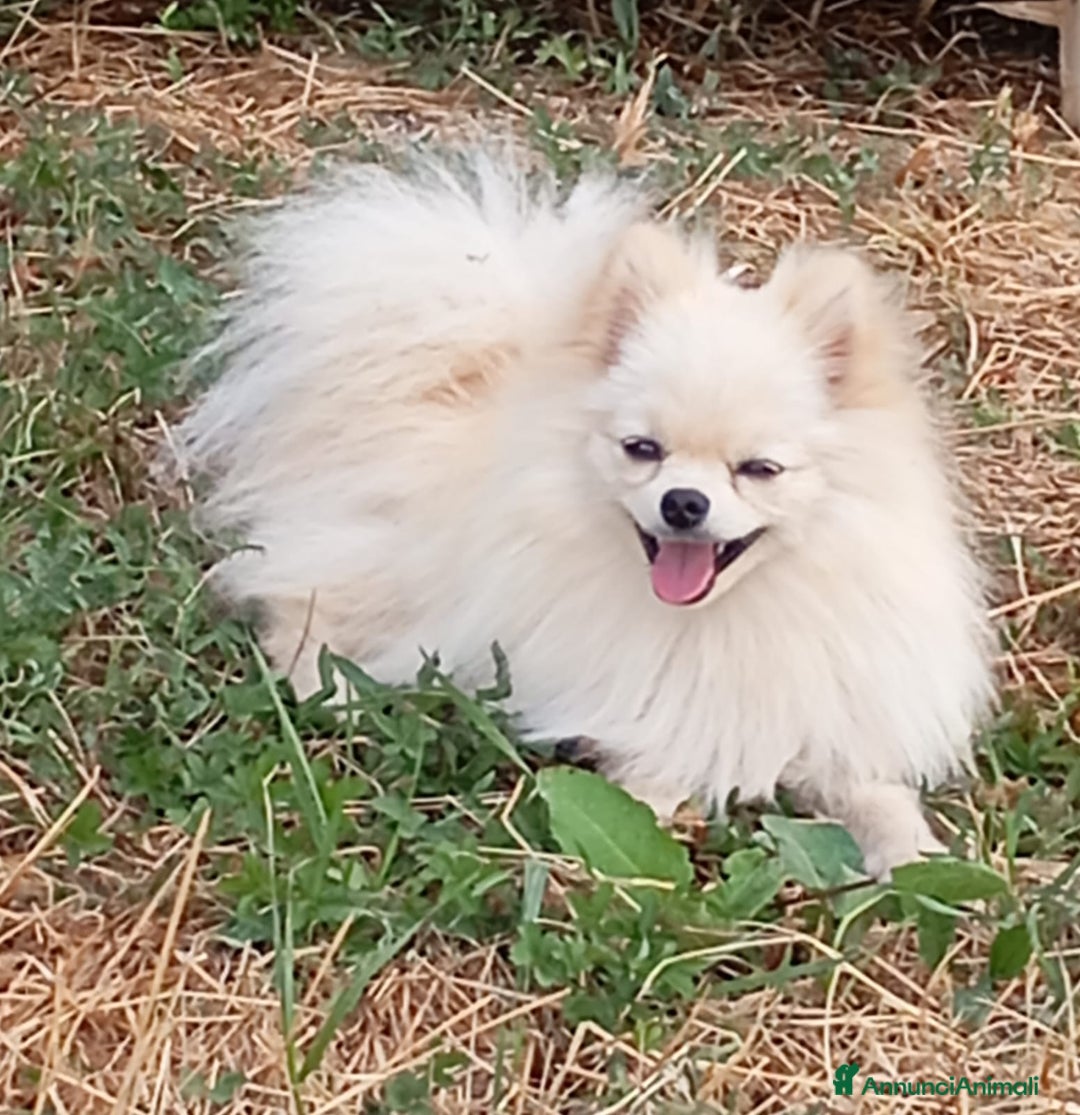 Volpino Pomerania cani per accoppiamento: Spritz Volpino di Pomerania  - Annuncio 1