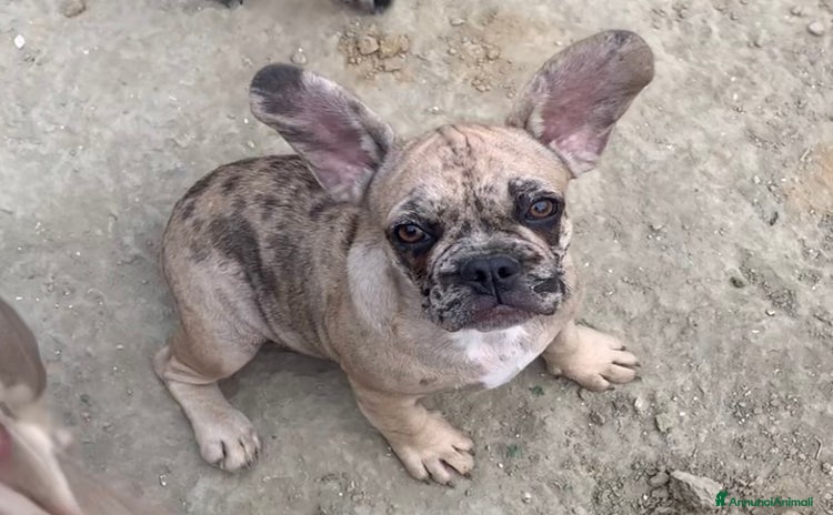 Bulldog Francese cani - Annuncio 2