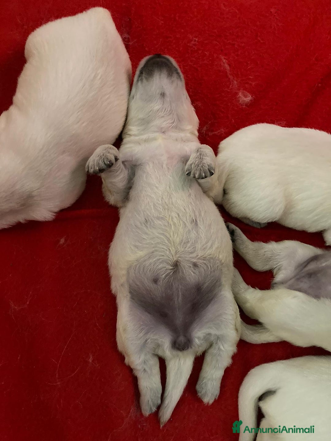 Golden Retriever cani in vendita: CUCCIOLI DI GOLDEN RETRIEVER CON PEDIGREE - Annuncio 11