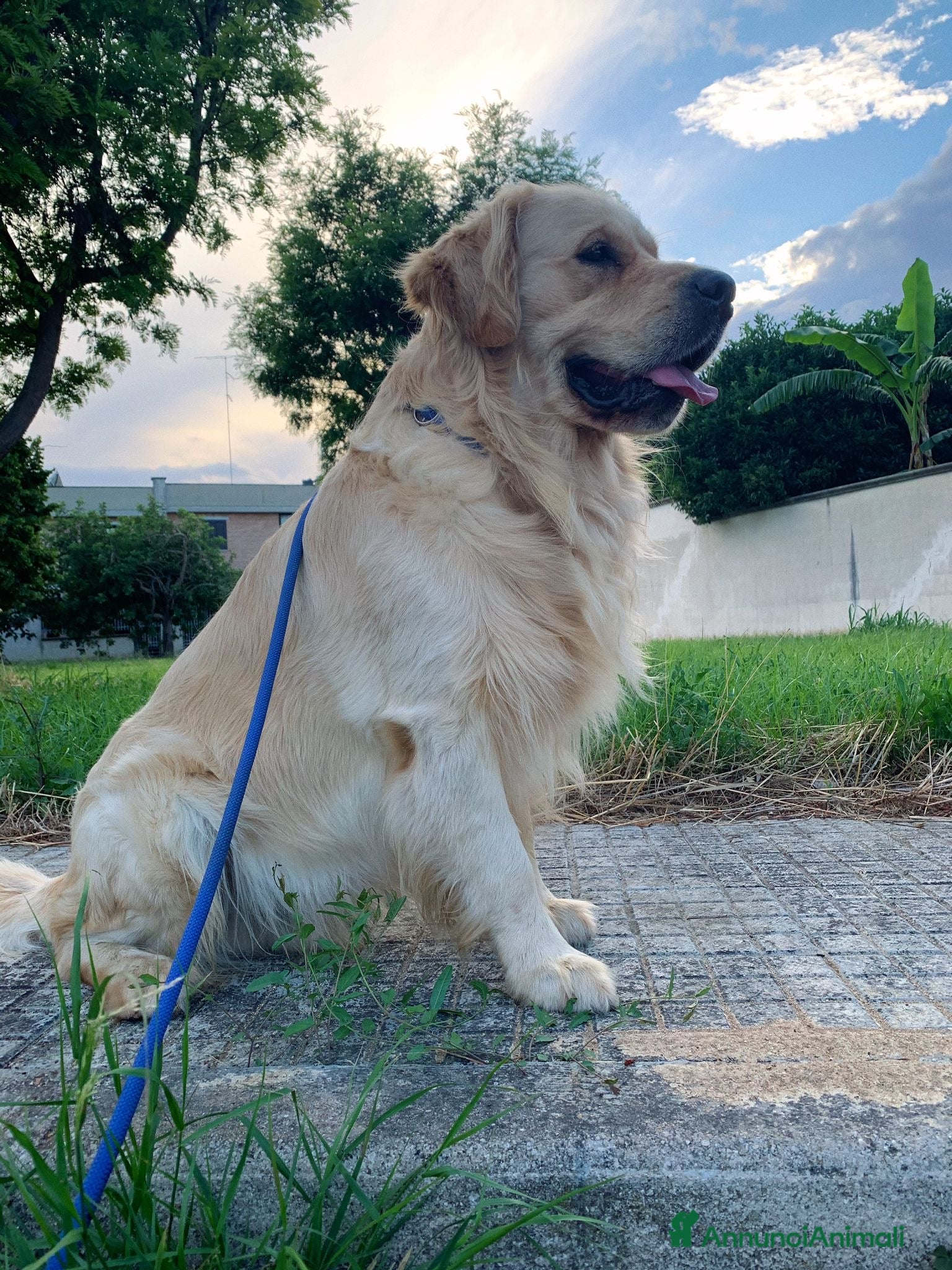 Golden Retriever cani Golden retriever adulto - Annuncio 1