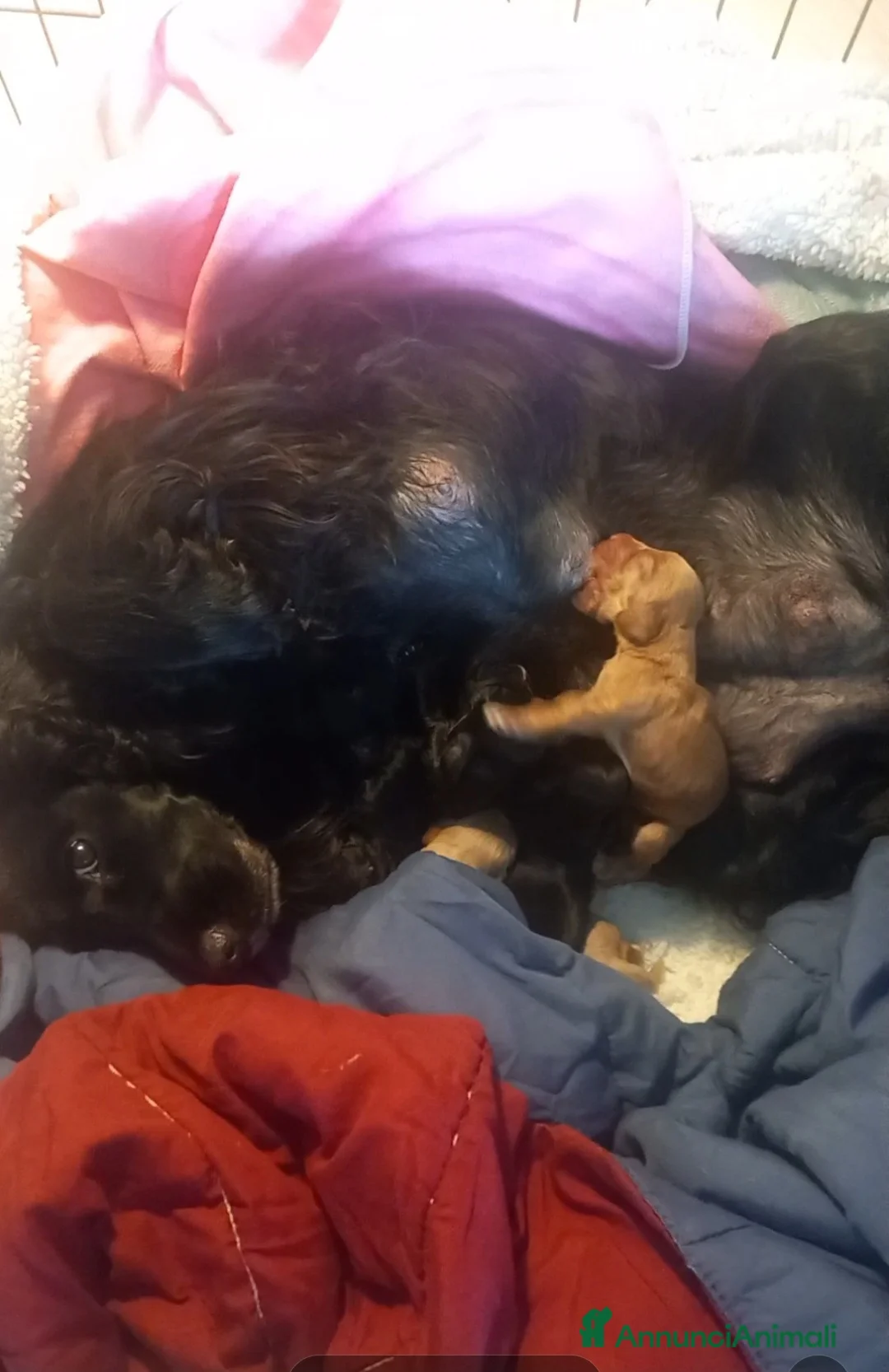 Cocker cani in vendita: Cocker Spaniel  - Annuncio 2