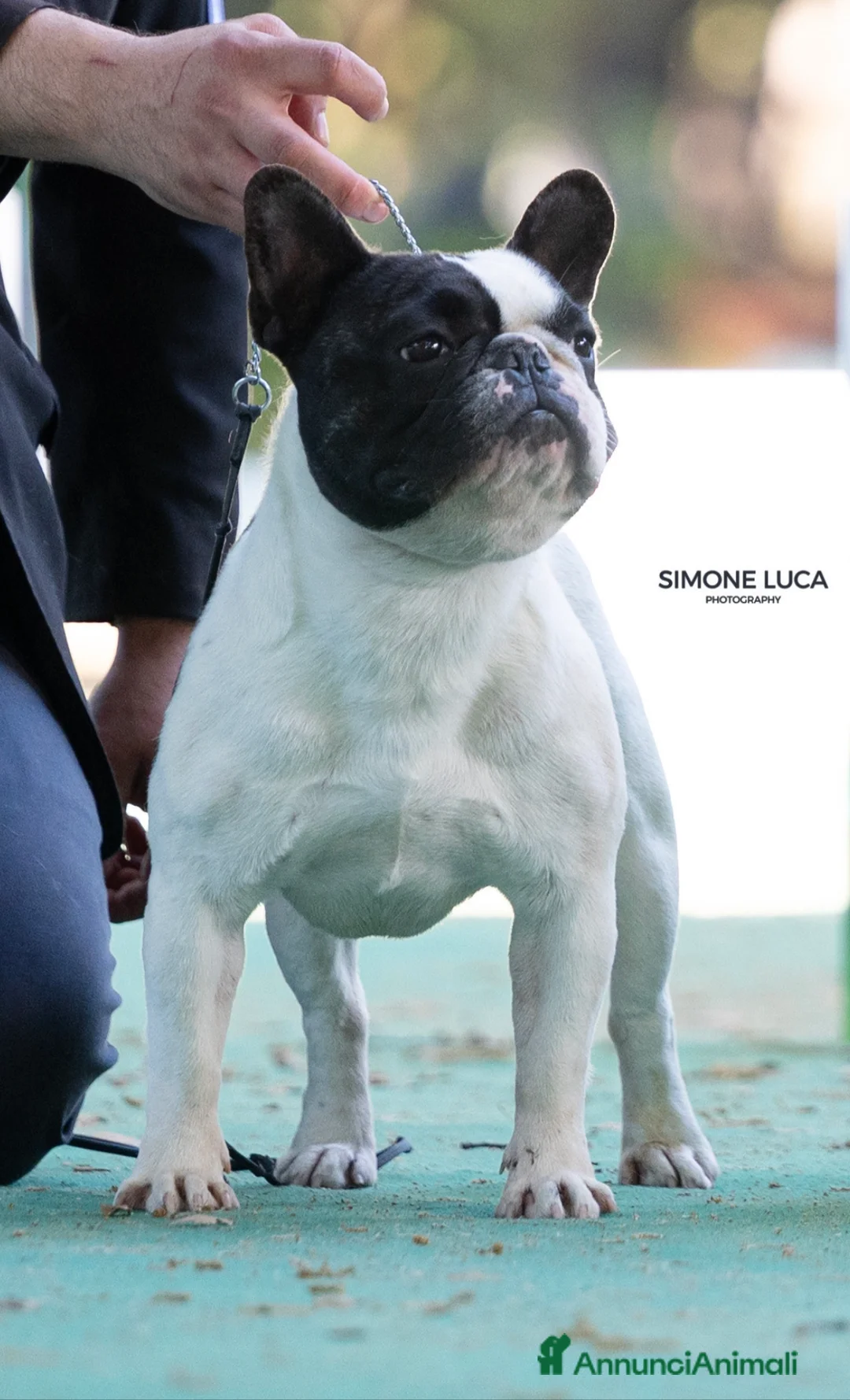 Bulldog Francese cani per accoppiamento: Bulldog francese x monta enci a Provincia di Salerno - Annuncio 5