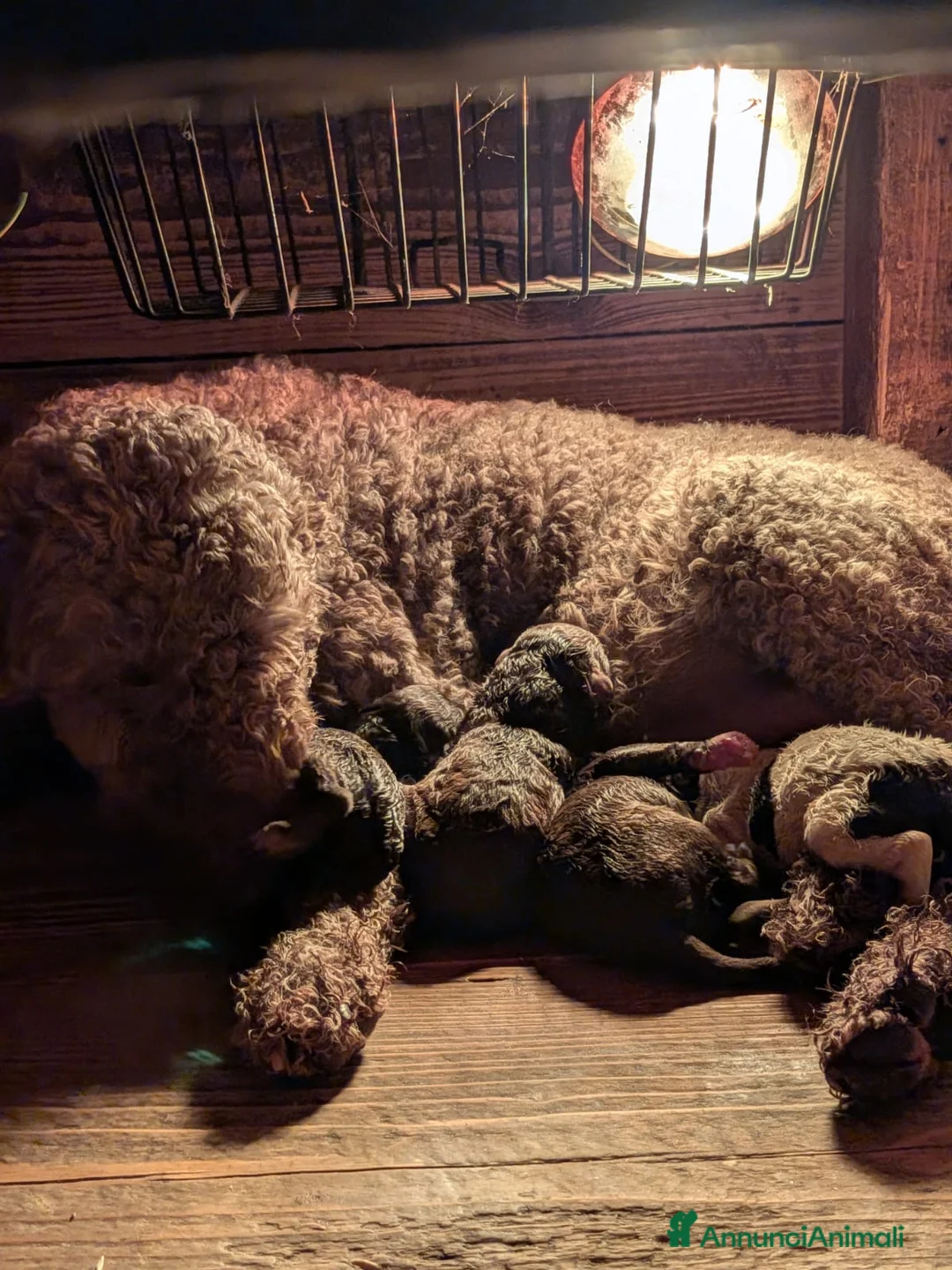 Lagotto cani in vendita: Cuccioli di Lagotto romagnolo con pedigree - Annuncio 9