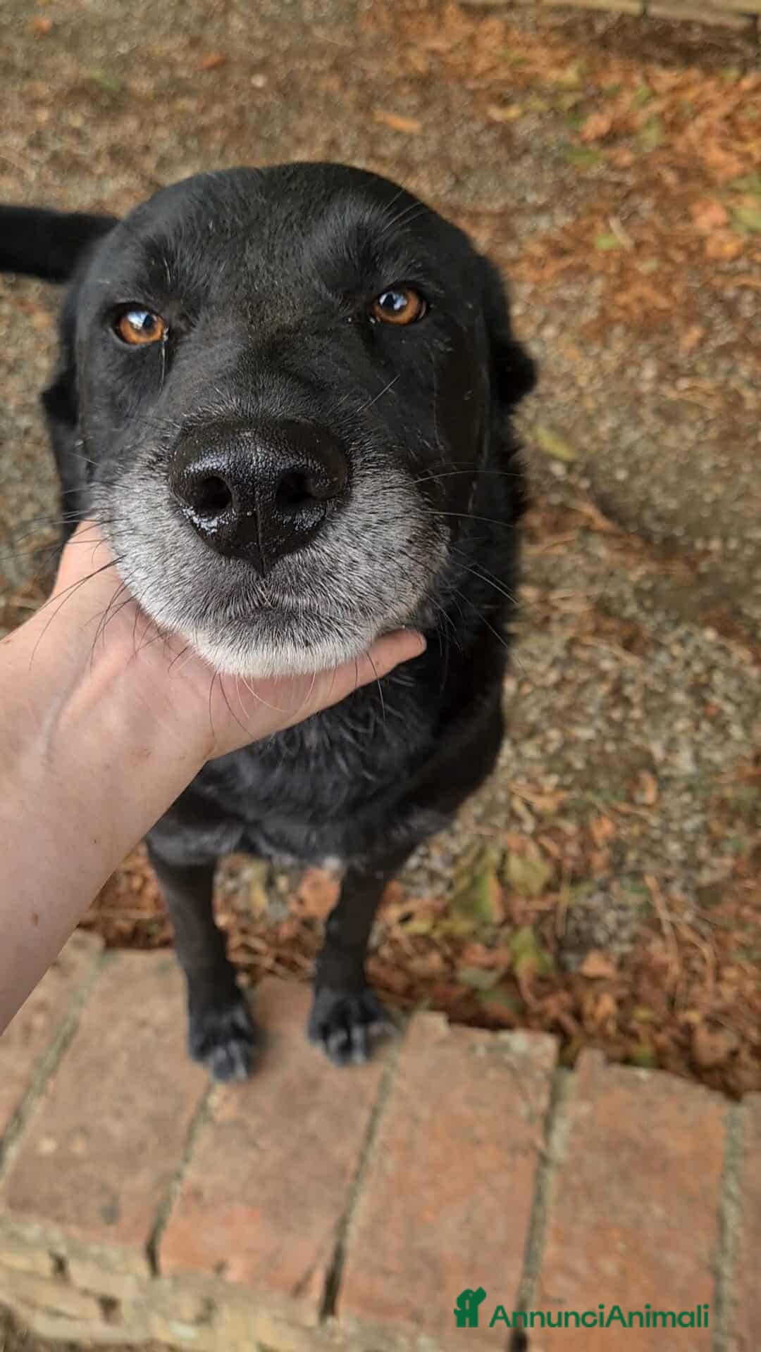 Meticcio cani in regalo: NATHAN, fantastico pastorino in nero! - Annuncio 3