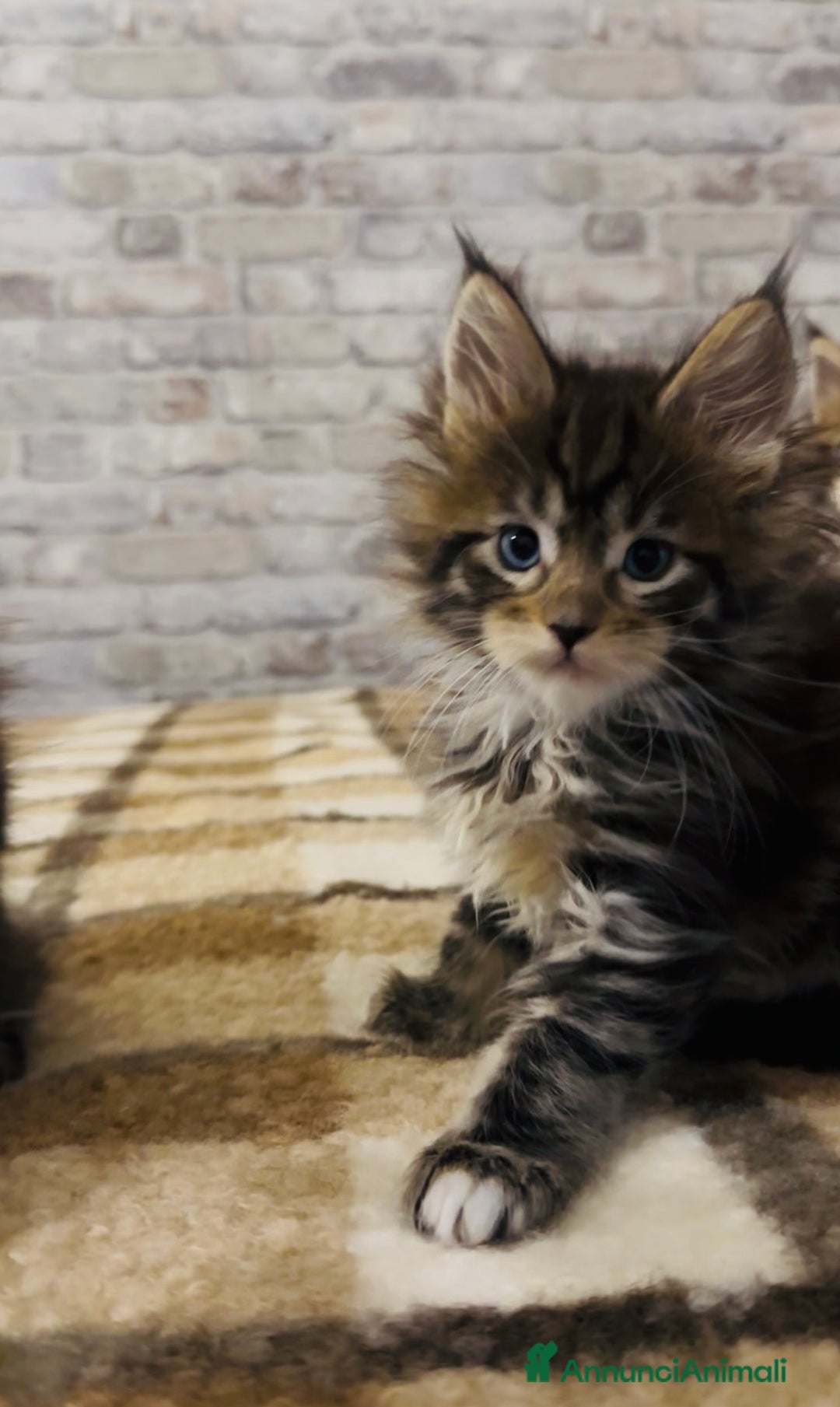 Maine Coon gatti in vendita: Cucciola Maine Coon con Pedigree - Annuncio 5