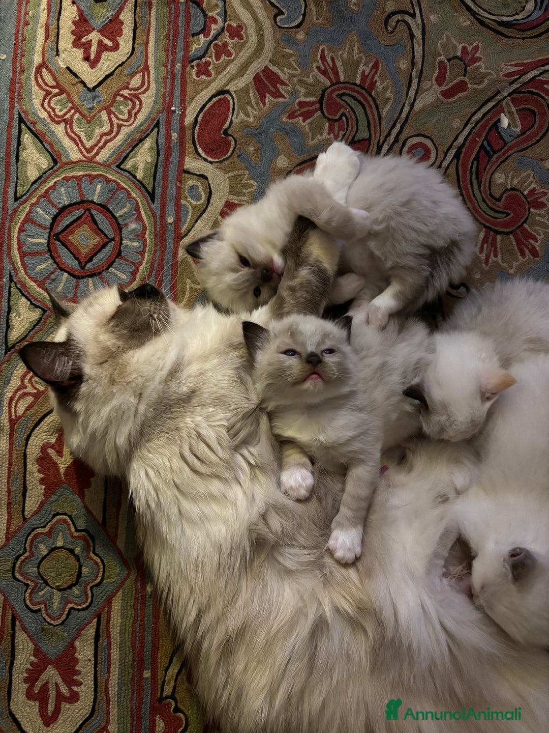 Ragdoll gatti in vendita: Splendidi gattini Ragdoll con pedigree  - Annuncio 16