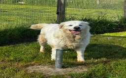 Pastore Maremmano cani in regalo: Vittoria dolcissima maremmana in adozione a Provincia di Latina - Immagine 5