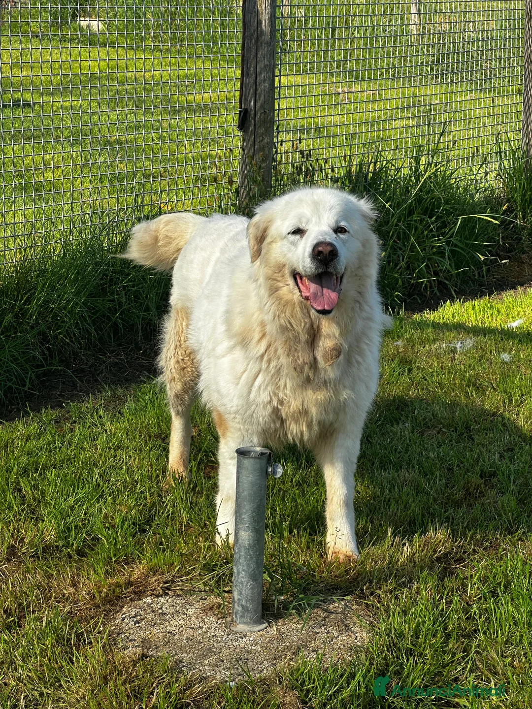 Pastore Maremmano cani in regalo: Vittoria dolcissima maremmana in adozione a Provincia di Latina - Annuncio 5