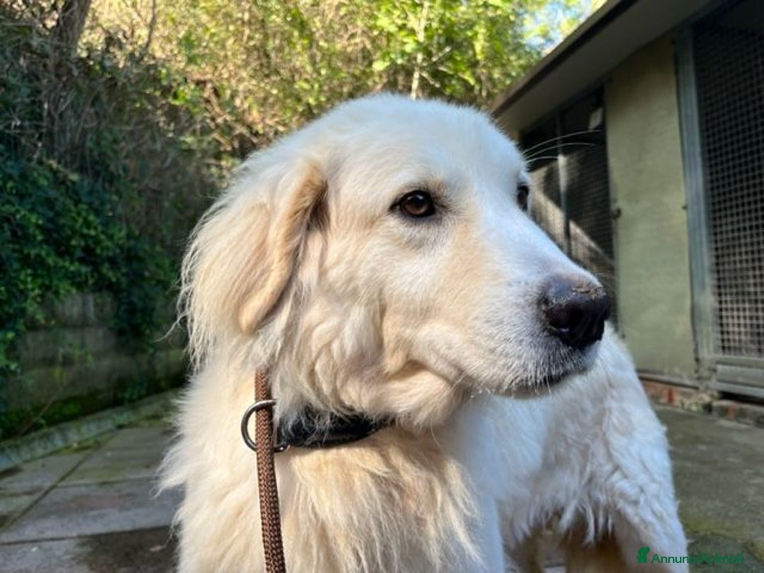 Meticcio cani in regalo: CLOE dolce timidina tg grande - Annuncio 2