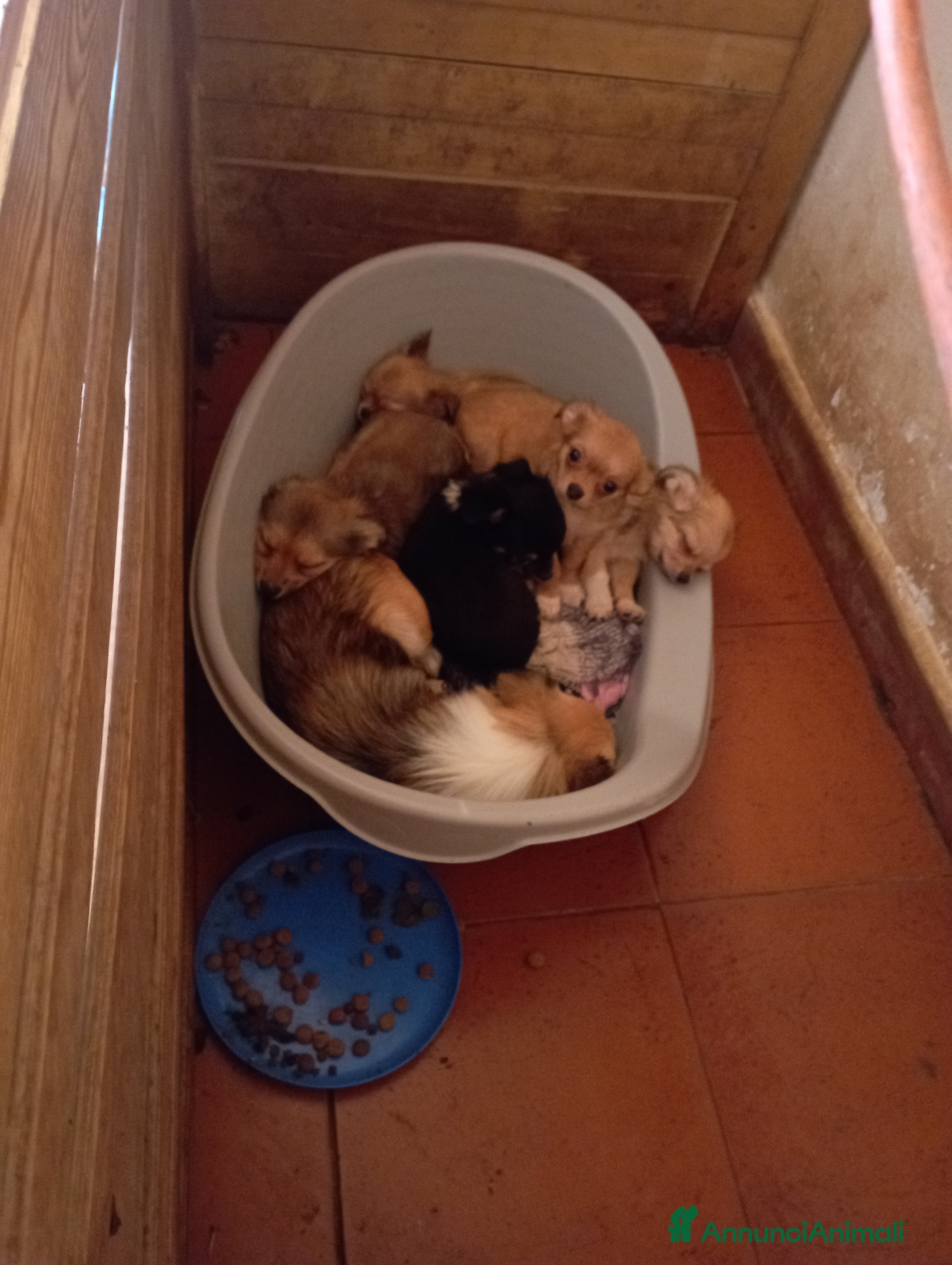 Chihuahua cani Vendo chihuahua a pelo lungo 2 maschi  - Annuncio 4