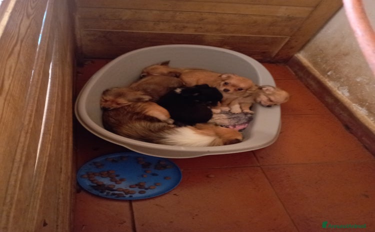 Chihuahua cani - Annuncio 15